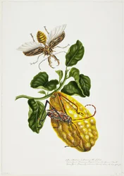 Die Zitrone und Insekten